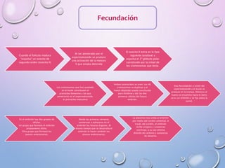Fecundación
Cuando el folículo madura
"expulsa" un ovocito de
segundo orden (ovocito II)
Al ser penetrado por el
espermatozoide se produce
una activación de la meiosis
II que estaba detenida
El ovocito II entra en la fase
siguiente (anafase) y
expulsa el 2º glóbulo polar
constituido por la mitad de
los cromosomas que tenía.
Los cromosomas que han quedado
en el óvulo constituyen el
pronúcleo femenino y los que
penetraron en el espermatozoide,
el pronúcleo masculino
Ambos pronúcleos se unen, los 46
cromosomas se duplican y el
huevo (diploide) queda constituido
para dividirse y dar las dos
primeras células del futuro
embrión.
Esta fecundación o unión del
espermatozoide y el óvulo se
produce en la trompa. Mientras el
huevo se encamina hacia el útero
ya es un embrión y se fija sobre la
pared.
En el embrión hay dos grupos de
células:
Un grupo que formará el embrión
propiamente dicho.
Otro grupo que formará los
anexos embrionarios.
Desde las primeras semanas
comienzan a esbozarse en el
embrión los futuros órganos. Al
mismo tiempo que se desarrolla el
embrión lo hacen también los
anexos embrionarios.
La placenta esta unida al embrión
por medio del cordón umbilical. A
través del cordón, el embrión
recibe oxígeno y sustancias
nutritivas; a su vez elimina
dióxido de carbono y sustancias
de desecho.
 