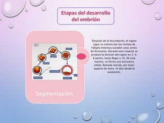 Etapas del desarrollo
del embrión
Segmentación
Después de la fecundación, el cigoto
sigue su camino por las trompa de
Falopio mientras suceden unas series
de divisiones. Durante este trayecto se
produce la división del cigoto en 2, 4,
8 partes, hasta llegar a 16. De esta
manera, se forma una estructura
sólida, llamada mórula, por tener
aspecto de mora. (4 días desde la
ovulación).
 