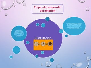 Etapas del desarrollo
del embrión
Blastulación
Queda formado el
blastocisto, el cual se
implantará en la cavidad
uterina, preparada por las
hormonas para la anidación,
el 6º día después de la
fecundación.
En este estado la mórula se va a modificar
por la entrada de líquido de la cavidad
uterina, que se ubica entre las células
formando una cavidad (blastocele),
iniciándose el estado embrionario, en el
día 5 posterior a la ovulación
 