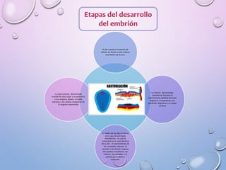 Etapas del desarrollo
del embrión
Se da cuando el conjunto de
células se divide en dos esferas
una dentro de la otra
La interior, denominada
endodermo formará el
revestimiento epitelial del tubo
digestivo y respiratorio, las
glándulas digestivas y la vejiga
urinaria
En medio de las dos se forma
otra capa denominada
mesodermo , la cual se
convertirá en la capa dérmica
de la piel , el revestimiento de
las cavidades internas, el
corazón y los demás órganos
del aparato circulatorio, los
riñones , las gónadas y el
sistema esquelético y
muscular.
La capa exterior, denominada
ectodermo dará lugar a la epidermis
y sus órganos anejos, el tejido
nervioso y las células receptoras de
lo órganos sensoriales
 