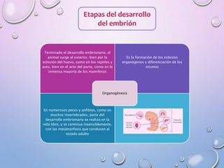 Etapas del desarrollo
del embrión
Terminado el desarrollo embrionario, el
animal surge al exterior, bien por la
eclosión del huevo, como en los reptiles y
aves, bien en el acto del parto, como en la
inmensa mayoría de los mamíferos
Es la formación de los esbozos
organógenos y diferenciación de los
mismos
En numerosos peces y anfibios, como en
muchos invertebrados, parte del
desarrollo embrionario se realiza en la
vida libre, y se continua insensiblemente,
con las metamorfosis que conducen al
estado adulto
Organogénesis
 