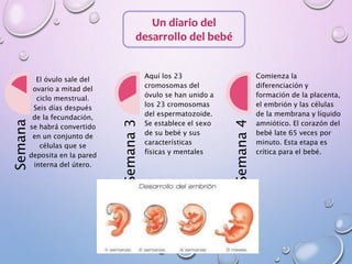 Un diario del
desarrollo del bebé
Semana
El óvulo sale del
ovario a mitad del
ciclo menstrual.
Seis días después
de la fecundación,
se habrá convertido
en un conjunto de
células que se
deposita en la pared
interna del útero.
Semana3
Aquí los 23
cromosomas del
óvulo se han unido a
los 23 cromosomas
del espermatozoide.
Se establece el sexo
de su bebé y sus
características
físicas y mentales
Semana4
Comienza la
diferenciación y
formación de la placenta,
el embrión y las células
de la membrana y líquido
amniótico. El corazón del
bebé late 65 veces por
minuto. Esta etapa es
crítica para el bebé.
 