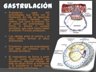 Desarrollo embrionario BIOLOGIA