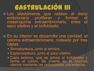 Desarrollo embrionario BIOLOGIA