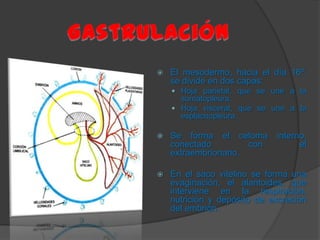 Desarrollo embrionario BIOLOGIA