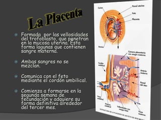 Desarrollo embrionario BIOLOGIA