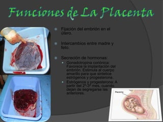 Desarrollo embrionario BIOLOGIA