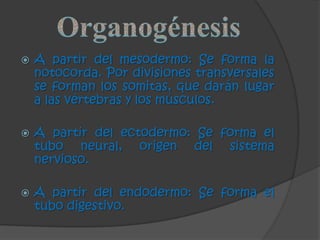 Desarrollo embrionario BIOLOGIA