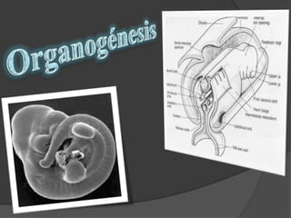 Desarrollo embrionario BIOLOGIA