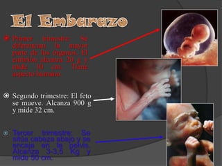 Desarrollo embrionario BIOLOGIA