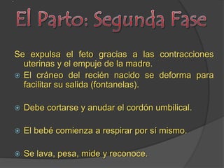 Desarrollo embrionario BIOLOGIA