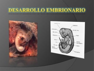 Desarrollo embrionario BIOLOGIA