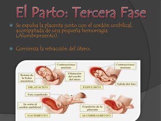 Desarrollo embrionario BIOLOGIA