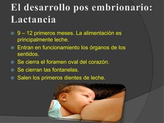 Desarrollo embrionario BIOLOGIA