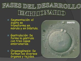 Desarrollo embrionario BIOLOGIA