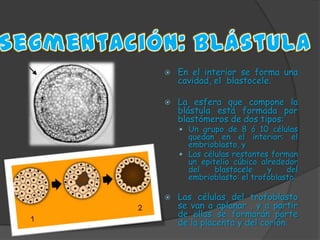 Desarrollo embrionario BIOLOGIA