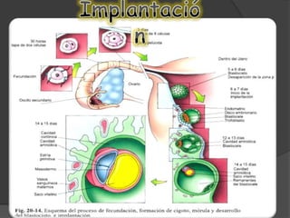 Desarrollo embrionario BIOLOGIA