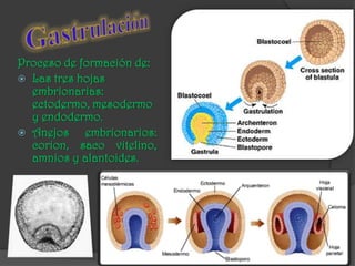 Desarrollo embrionario BIOLOGIA