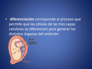 • diferenciación corresponde al proceso que
  permite que las células de las tres capas
  celulares se diferencien para generar los
  distintos órganos del embrión.
 