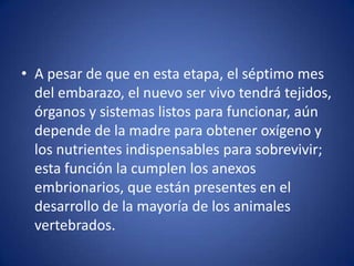 • A pesar de que en esta etapa, el séptimo mes
  del embarazo, el nuevo ser vivo tendrá tejidos,
  órganos y sistemas listos para funcionar, aún
  depende de la madre para obtener oxígeno y
  los nutrientes indispensables para sobrevivir;
  esta función la cumplen los anexos
  embrionarios, que están presentes en el
  desarrollo de la mayoría de los animales
  vertebrados.
 