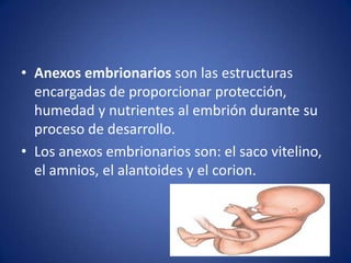 • Anexos embrionarios son las estructuras
  encargadas de proporcionar protección,
  humedad y nutrientes al embrión durante su
  proceso de desarrollo.
• Los anexos embrionarios son: el saco vitelino,
  el amnios, el alantoides y el corion.
 