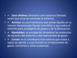 • • Saco vitelino: almacena una sustancia llamada
  vitelo que sirve de nutriente al embrión.
• • Amnios: es una membrana que posee líquido en su
  interior denominado líquido amniótico y que rodea al
  embrión para protegerlo de golpes y de la desecación.
• • Alantoides: se encarga de almacenar las sustancias
  de desecho del embrión y del intercambio de gases.
• • Corion: es la membrana más externa que rodea a
  todas las demás y cuya función es el intercambio de
  gases, nutrientes y otras sustancias.
 