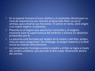 • En la especie humana el saco vitelino y el alantoides disminuyen su
  nivel de importancia con relación al desarrollo fetal; no así el
  amnios, que conserva sus funciones. El corion en tanto, dará origen
  a un nuevo órgano: la placenta.
• Placenta es el órgano que aporta los nutrientes y el oxígeno
  necesario para la supervivencia del embrión y elimina los desechos
  producidos por él.
• La placenta está formada por tejidos de la madre y del feto, ambos
  ricos en vasos sanguíneos. Sin embargo, la sangre materna y la fetal
  nunca se mezclan directamente.
• La comunicación fisiológica entre la madre y el feto se logra a través
  del cordón umbilical, que permite al feto nadar libremente dentro
  del amnios.
 