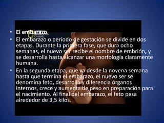 • El embarazo
• El embarazo o período de gestación se divide en dos
  etapas. Durante la primera fase, que dura ocho
  semanas, el nuevo ser recibe el nombre de embrión, y
  se desarrolla hasta alcanzar una morfología claramente
  humana.
• En la segunda etapa, que va desde la novena semana
  hasta que termina el embarazo, el nuevo ser se
  denomina feto, desarrolla y diferencia órganos
  internos, crece y aumenta de peso en preparación para
  el nacimiento. Al final del embarazo, el feto pesa
  alrededor de 3,5 kilos.
 