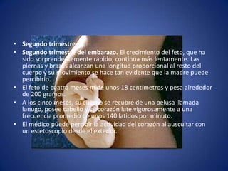 • Segundo trimestre
• Segundo trimestre del embarazo. El crecimiento del feto, que ha
  sido sorprendentemente rápido, continúa más lentamente. Las
  piernas y brazos alcanzan una longitud proporcional al resto del
  cuerpo y su movimiento se hace tan evidente que la madre puede
  percibirlo.
• El feto de cuatro meses mide unos 18 centímetros y pesa alrededor
  de 200 gramos.
• A los cinco meses, su cuerpo se recubre de una pelusa llamada
  lanugo, posee cabello y su corazón late vigorosamente a una
  frecuencia promedio de unos 140 latidos por minuto.
• El médico puede percibir la actividad del corazón al auscultar con
  un estetoscopio desde el exterior.
 