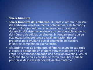 • Tercer trimestre
• Tercer trimestre del embarazo. Durante el último trimestre
  del embarazo, el feto aumenta notablemente de tamaño y
  de peso. Este período se caracteriza por un evidente
  desarrollo del sistema nervioso y un considerable aumento
  del número de células cerebrales. Es fundamental que en
  esta etapa la madre tenga una alimentación rica en
  proteínas para ayudar a que el desarrollo del cerebro
  infantil se complete en buena forma.
• Al séptimo mes de embarazo, el feto ha ocupado casi todo
  el espacio disponible en el útero y muchos bebés en esta
  etapa se acomodan tomando una posición invertida. Así, el
  movimiento de pies y rodillas se torna más libre y puede
  percibiese desde el exterior del vientre materno.
 