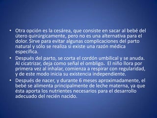 • Otra opción es la cesárea, que consiste en sacar al bebé del
  útero quirúrgicamente, pero no es una alternativa para el
  dolor. Sirve para evitar algunas complicaciones del parto
  natural y sólo se realiza si existe una razón médica
  específica.
• Después del parto, se corta el cordón umbilical y se anuda.
  Al cicatrizar, deja como señal el ombligo. El niño llora por
  primera vez al inhalar, comienza a respirar con regularidad,
  y de este modo inicia su existencia independiente.
• Después de nacer, y durante 6 meses aproximadamente, el
  bebé se alimenta principalmente de leche materna, ya que
  ésta aporta los nutrientes necesarios para el desarrollo
  adecuado del recién nacido.
 