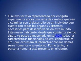 • El nuevo ser vivo representado por el cigoto,
  experimenta ahora una serie de cambios que van
  a culminar con el desarrollo de un individuo que
  cuenta con todos los órganos y sistemas
  necesarios para desenvolverse en este mundo.
  Este nuevo habitante, desde que comienza siendo
  cigoto ya posee almacenada en su ADN todas las
  características funcionales, físicas, conductuales,
  etc., que expresará al interactuar con los demás
  seres humanos y su entorno. Por lo tanto, la
  persona humana está presente en el cigoto.
 