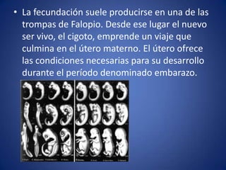 • La fecundación suele producirse en una de las
  trompas de Falopio. Desde ese lugar el nuevo
  ser vivo, el cigoto, emprende un viaje que
  culmina en el útero materno. El útero ofrece
  las condiciones necesarias para su desarrollo
  durante el período denominado embarazo.
 