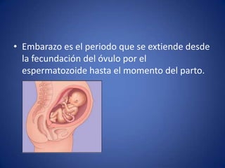 • Embarazo es el periodo que se extiende desde
  la fecundación del óvulo por el
  espermatozoide hasta el momento del parto.
 