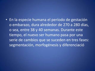 • En la especie humana el período de gestación
  o embarazo, dura alrededor de 270 a 280 días,
  o sea, entre 38 y 40 semanas. Durante este
  tiempo, el nuevo ser humano pasa por una
  serie de cambios que se suceden en tres fases:
  segmentación, morfogénesis y diferenciació
 