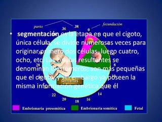 • segmentación es la etapa en que el cigoto,
  única célula, se divide numerosas veces para
  originar primero dos células, luego cuatro,
  ocho, etc. Las células resultantes se
  denominan blastómeros; son más pequeñas
  que el cigoto, y sin embargo ya poseen la
  misma información genética que él
 