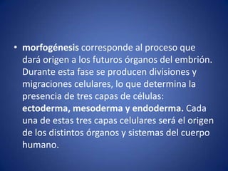 • morfogénesis corresponde al proceso que
  dará origen a los futuros órganos del embrión.
  Durante esta fase se producen divisiones y
  migraciones celulares, lo que determina la
  presencia de tres capas de células:
  ectoderma, mesoderma y endoderma. Cada
  una de estas tres capas celulares será el origen
  de los distintos órganos y sistemas del cuerpo
  humano.
 