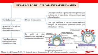 DESARROLLO EMBRIONARIO Y FETAL desde la concepcion | PPTX