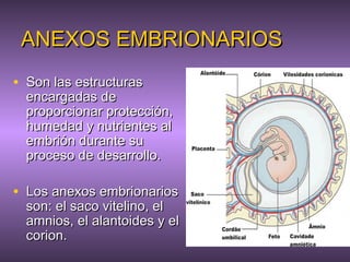 Desarrollo embrionario y parto