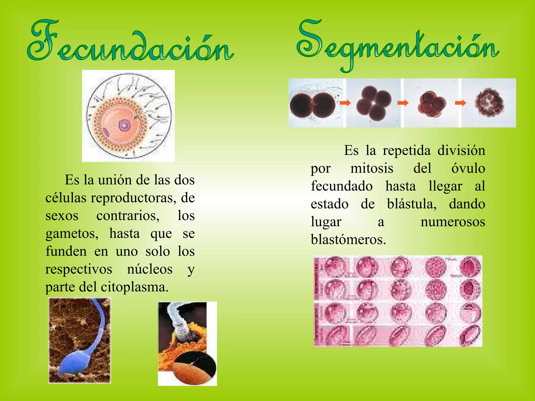 Fecundación Es la unión de las dos células reproductoras, de sexos contrarios, los gametos, hasta que se funden en uno solo los respectivos núcleos y parte del citoplasma. Segmentación Es la repetida división por mitosis del óvulo fecundado hasta llegar al estado de blástula, dando lugar a numerosos blastómeros.   