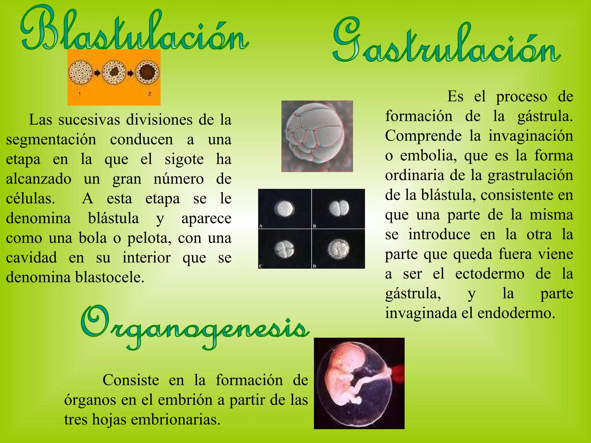 Blastulación Es el proceso de formación de la gástrula. Comprende la invaginación o embolia, que es la forma ordinaria de la grastrulación de la blástula, consistente en que una parte de la misma se introduce en la otra la parte que queda fuera viene a ser el ectodermo de la gástrula, y la parte invaginada el endodermo. Gastrulación Organogenesis Las sucesivas divisiones de la segmentación conducen a una etapa en la que el sigote ha alcanzado un gran número de células.  A esta etapa se le denomina blástula y aparece como una bola o pelota, con una cavidad en su interior que se denomina blastocele. Consiste en la formación de órganos en el embrión a partir de las tres hojas embrionarias.  