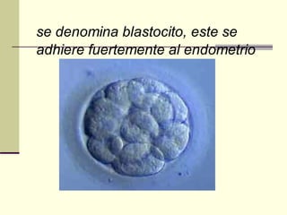 se denomina blastocito, este se
adhiere fuertemente al endometrio
 