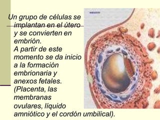Un grupo de células se
implantan en el útero
y se convierten en
embrión.
A partir de este
momento se da inicio
a la formación
embrionaria y
anexos fetales.
(Placenta, las
membranas
ovulares, líquido
amniótico y el cordón umbilical).
 