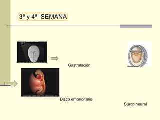 3ª y 4ª SEMANA
Gastrulación
Disco embrionario
Surco neural
 