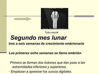 Tubo neural
Segundo mes lunar
tres a seis semanas de crecimiento embrionario
Las primeras ocho semanas se llama embrión.
*Primero se forman dos botones que dan paso a las
extremidades inferiores y superiores.
* Empiezan a aparecer los surcos digitales.
 