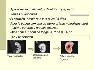 * Aparecen los rudimentos de oídos, ojos, nariz.
* Yemas pulmonares.
*El corazón, empieza a latir a los 25 días
* Para la cuarta semana se cierra el tubo neural que dará
lugar a cerebro y médula espinal.
* Mide 1cm a 1.5cm de longitud. Y pesa 30 gr.
4ª y 8ª semana
Diferenciación
regional
Diferenciación
órganos.
Tres cavidades
 