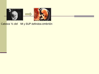 Cabeza ½ del MI y SUP definidos embrión
 