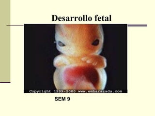 Desarrollo fetal
SEM 9
 