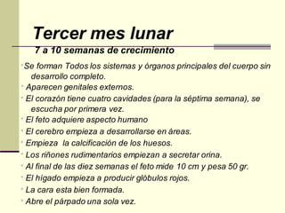 Tercer mes lunar
7 a 10 semanas de crecimiento
*Se forman Todos los sistemas y órganos principales del cuerpo sin
desarrollo completo.
* Aparecen genitales externos.
* El corazón tiene cuatro cavidades (para la séptima semana), se
escucha por primera vez.
* El feto adquiere aspecto humano
* El cerebro empieza a desarrollarse en áreas.
* Empieza la calcificación de los huesos.
* Los riñones rudimentarios empiezan a secretar orina.
* Al final de las diez semanas el feto mide 10 cm y pesa 50 gr.
* El hígado empieza a producir glóbulos rojos.
* La cara esta bien formada.
* Abre el párpado una sola vez.
 