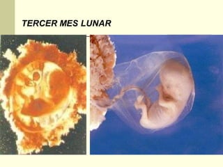 TERCER MES LUNAR
 